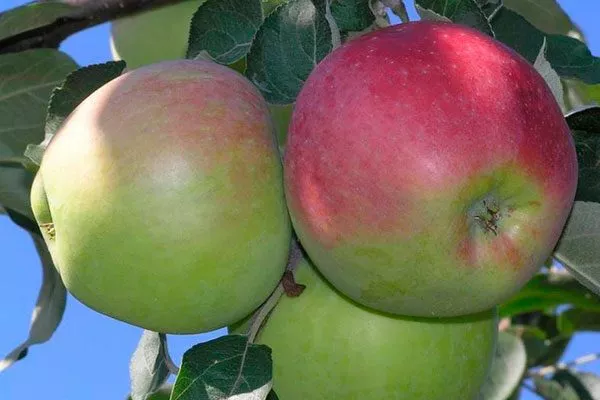 плод яблони Августа