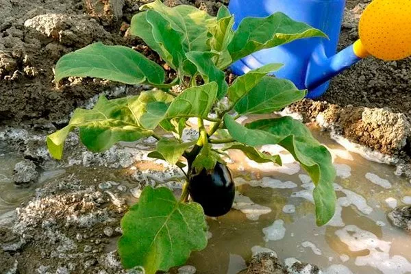 плодоношения полив баклажанов8