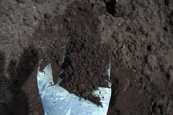 плодородный