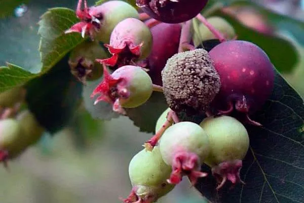 Плодовая гниль Болезни вредители ирги20