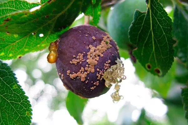 Плодовая гниль для сибири и урала41