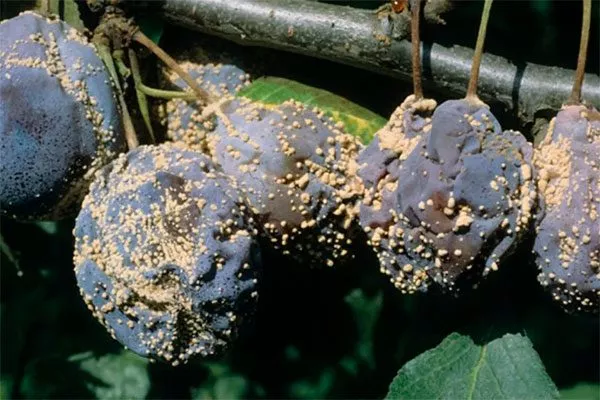 Плодовая гниль