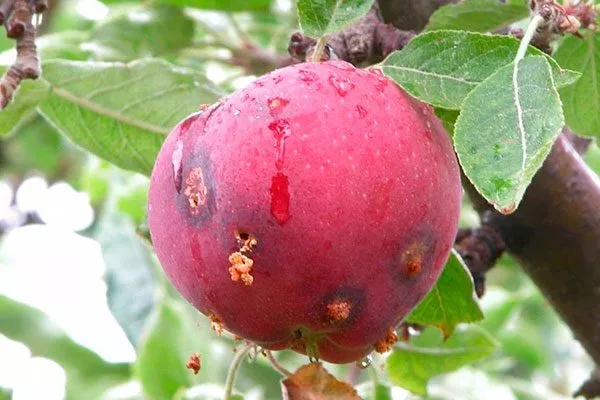 плодожорка нет плодов у алычи9