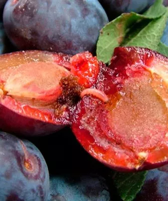 плодожорка в сливе меры борьбы19