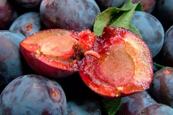 плодожорка в сливе меры борьбы19