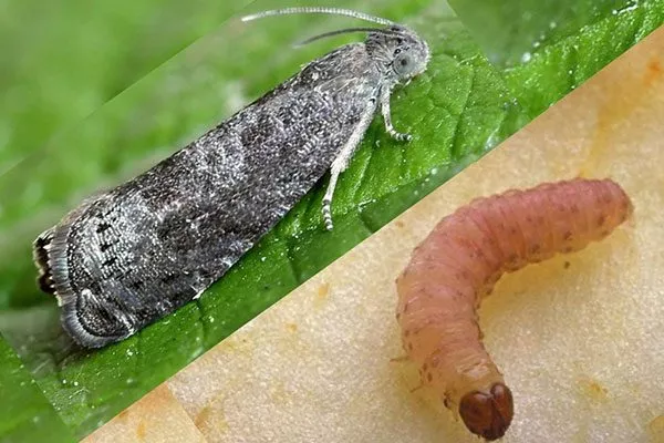 плодожорки уход за грушей40