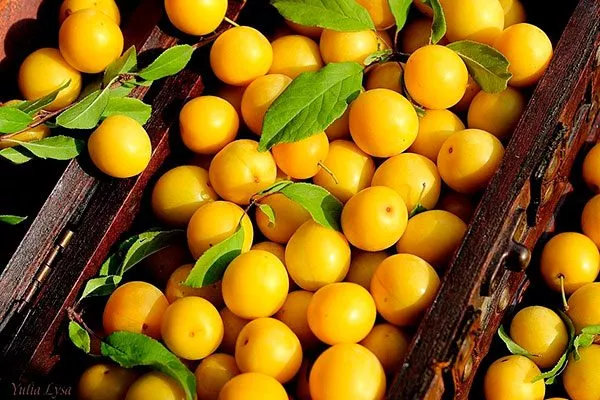 плоды алычи сравнение11