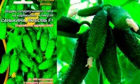 плоды огурцов Санькина любовь12