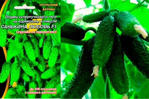 плоды огурцов Санькина любовь12