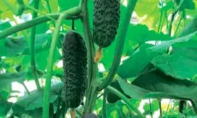 плоды огурцов Шопен12