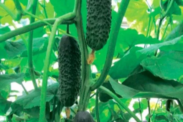 плоды огурцов Шопен12