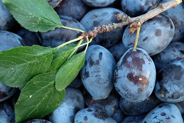 плоды сливы сравнение12