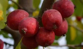 плоды Яблони Долго10