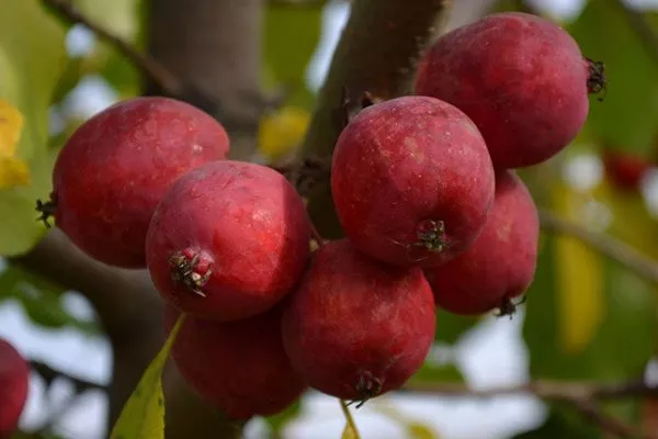 плоды Яблони Долго10