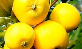 плоды яблони уральское наливное9