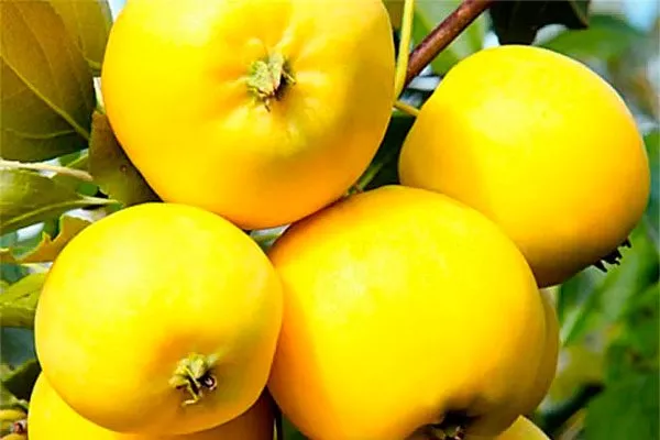 плоды яблони уральское наливное9