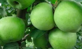 плоды1 яблони Семеренко