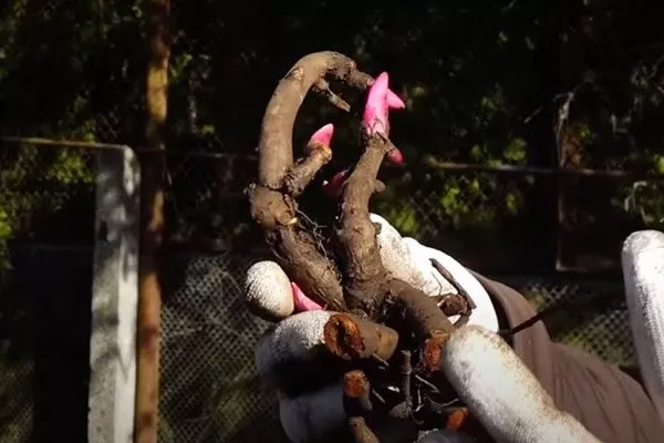 Плохое качество саженца пионы не цветут8