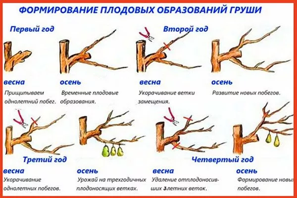 плолодовые формирование уход за грушей42