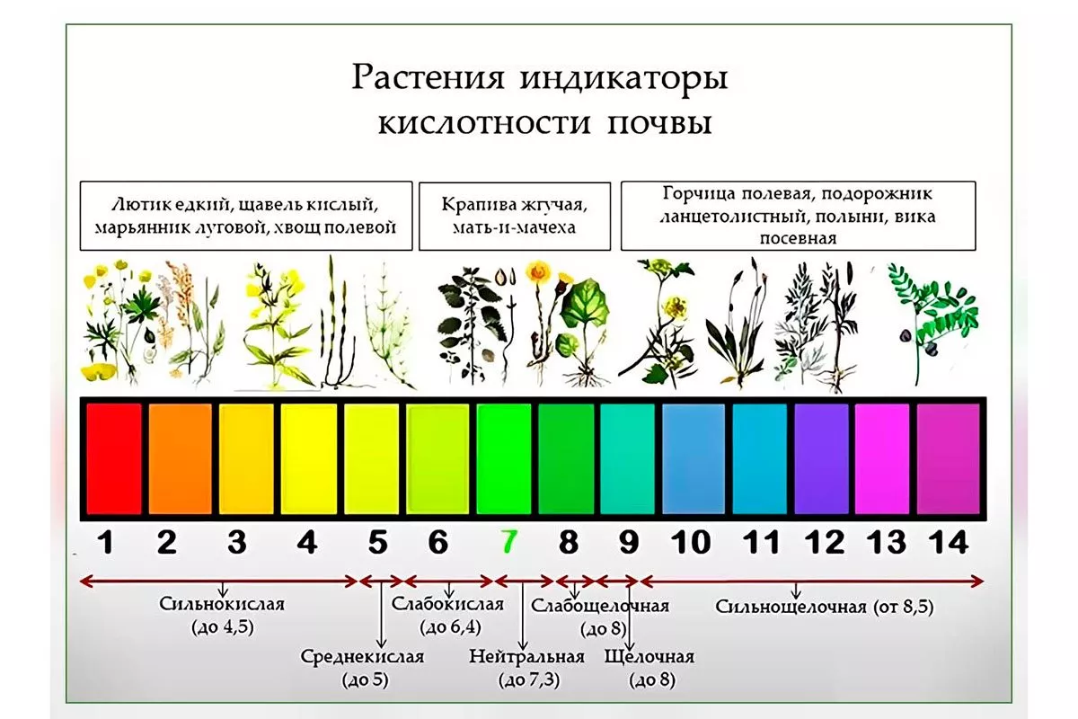 По растениям и внешнему виду Критерии выбора почвы15