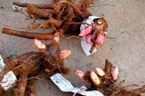 Побеги укоротите до 10 см методы размножения пионов18