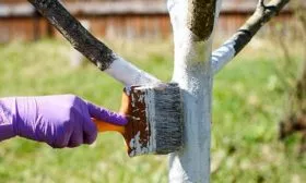 Побелка дерева груши Память Жегалова17