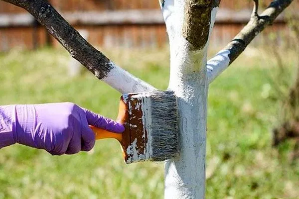 Побелка дерева груши Память Жегалова17