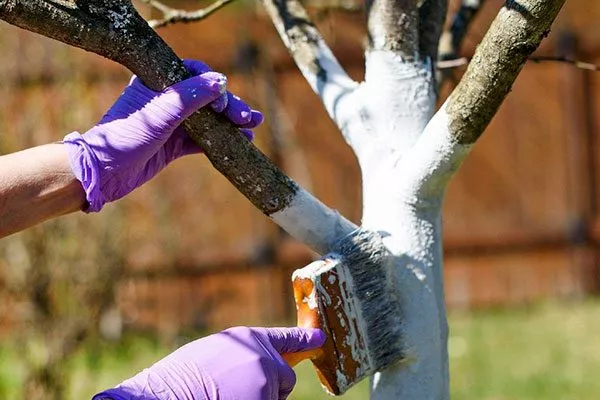 Побелка ствола