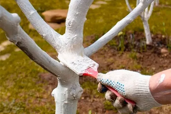 Побелка стволов меры борьбы20