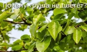 почему груша не цветет