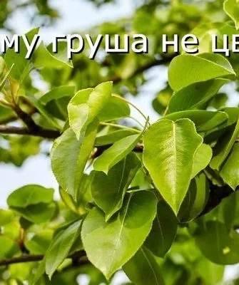 почему груша не цветет