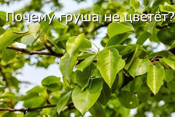почему груша не цветет
