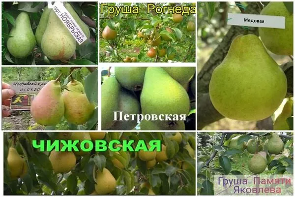 скороплодные сорта груш