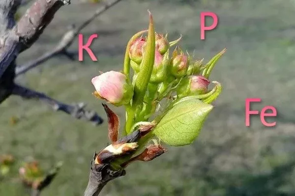 для образования цветочных почек груше нужны калий, фосфор и железо