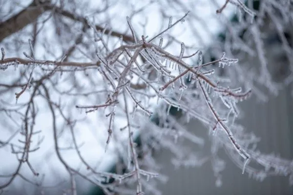 ледяные дожди опасны для груш, провоцируют их вымерзание
