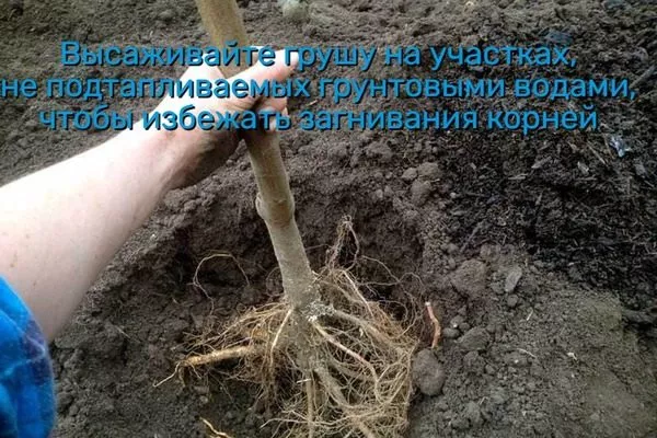 высадка груши на хорошо дренированной почве