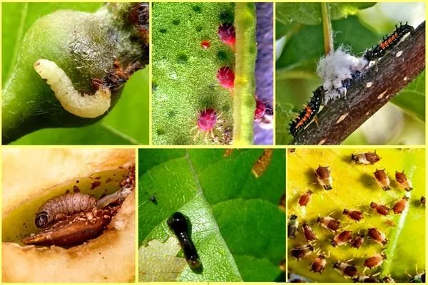 вредители груши