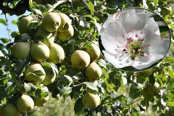 обильное плодоношение вредит образованию бутонов в следующем сезоне