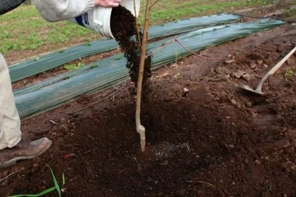 окучивание груши землёй