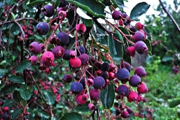 обильное плодоношение куста ирги