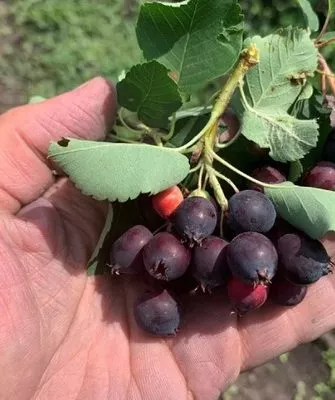 почему ирга не плодоносит-1