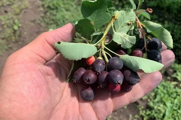 почему ирга не плодоносит-1