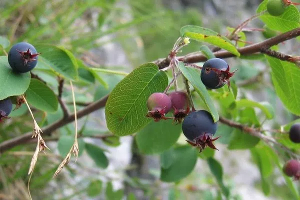 Скудное плодоношение ирги вызывают разные причины