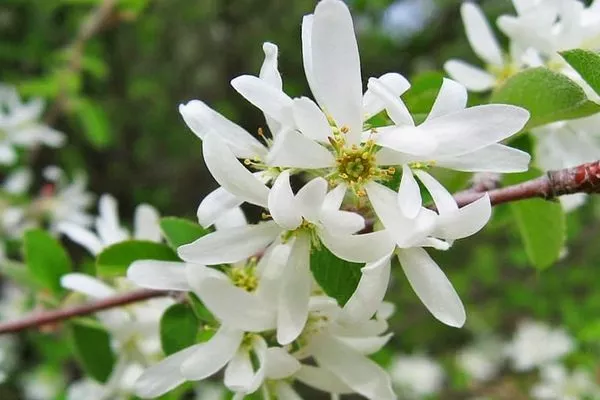 цветение ирги