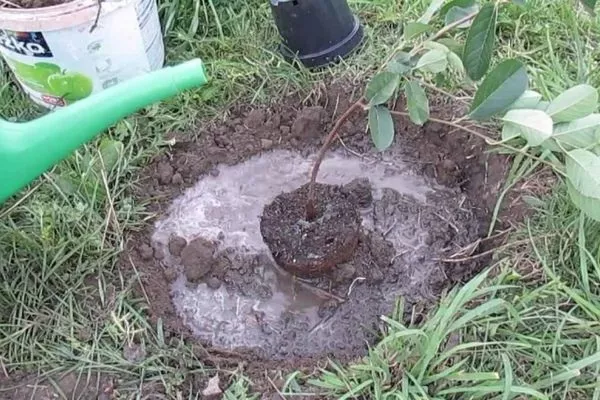 полив саженца ирги