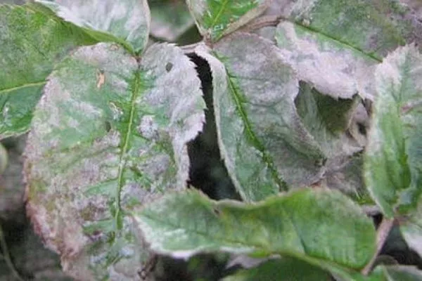 мучнистая роса ирги