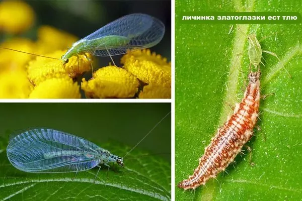 златоглазка уничтожит тлю на ирге