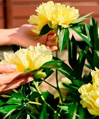 почему не цветут пионы не цветут9