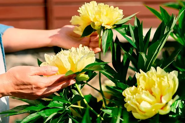 почему не цветут пионы не цветут9