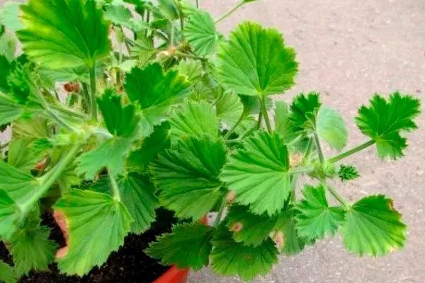 Почему не цветёт пеларгония как удобрять пеларгонию29